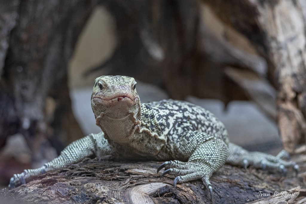 Iguane vert Zoo de Cerza 2020