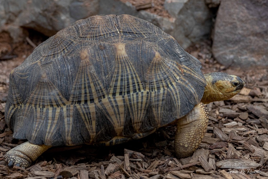 Tortue Zoo de Cerza 2020