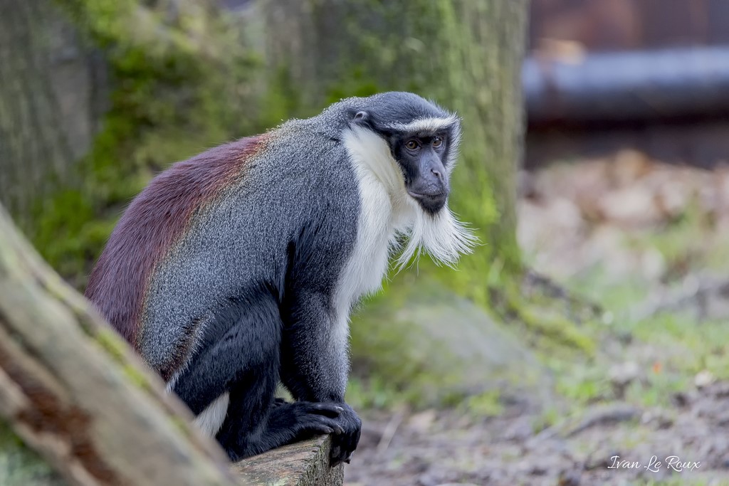 Cercopithèques de Roloway - 2020