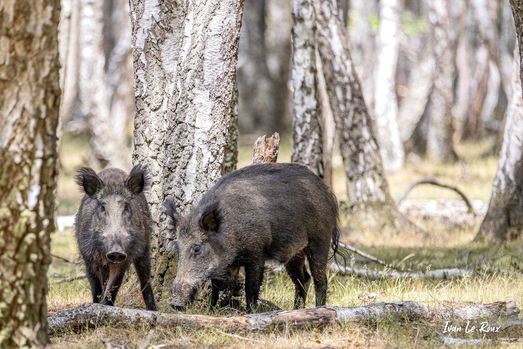 Sangliers - 2020