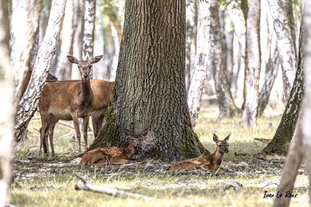Biches et Faons - 2020