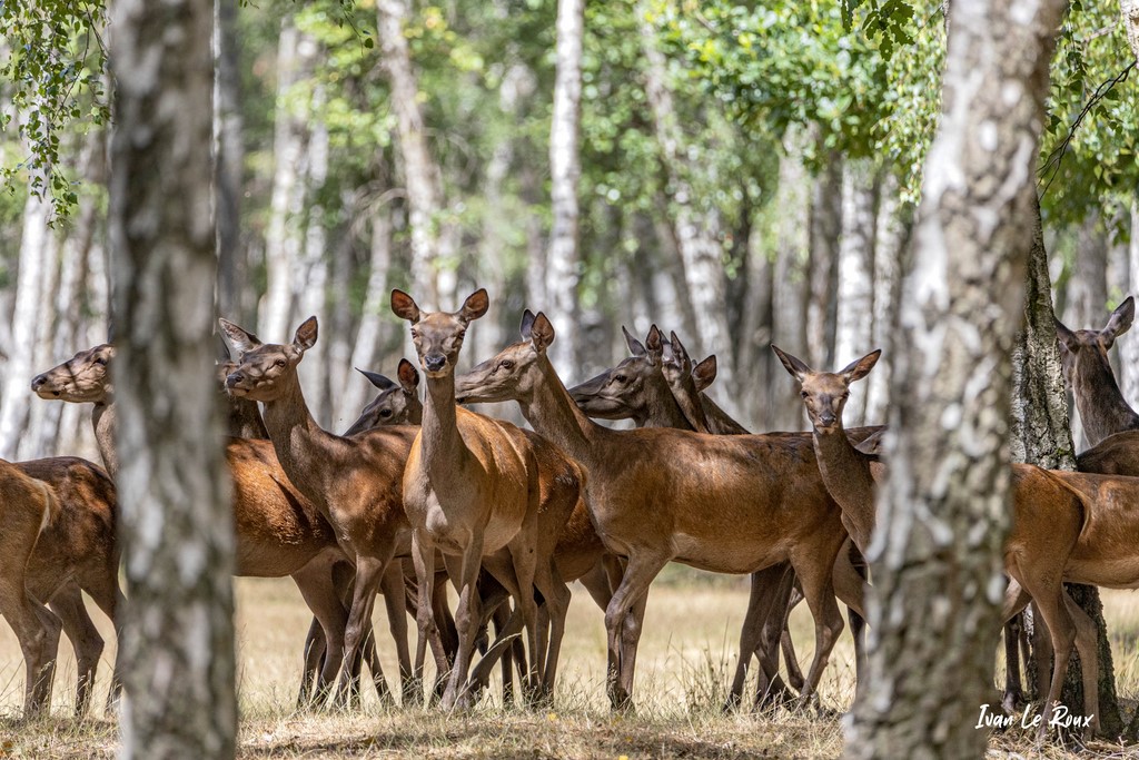 Harde de Biches - 2020