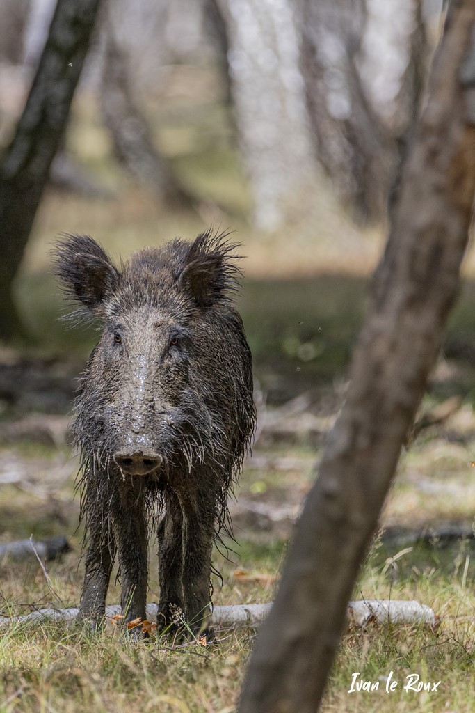 Sanglier - 2020