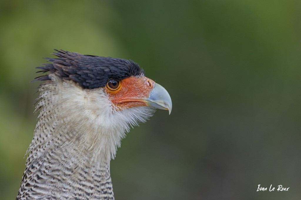 Faucon Mexicain "CARACARA"
