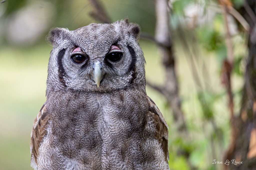 Hibou  - Espace Rambouillet (78) - 2020