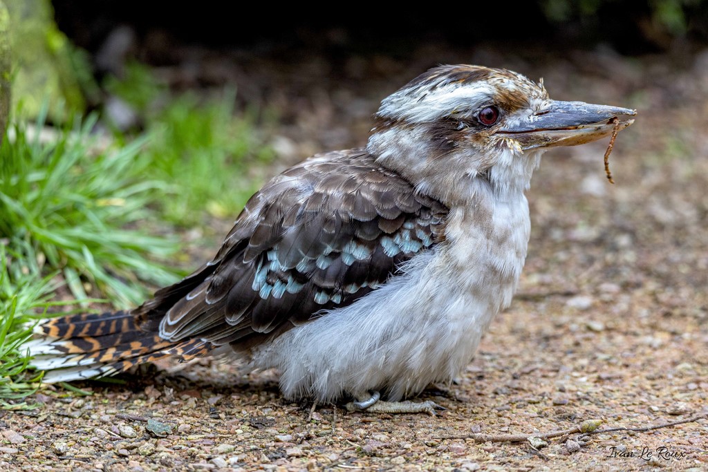 Zoo de Cerza - Kookaburra  - 2020