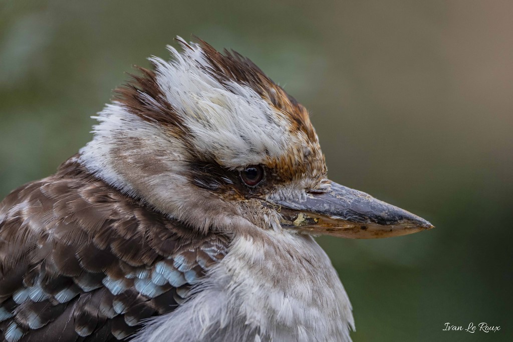 Kookaburra  - 2020