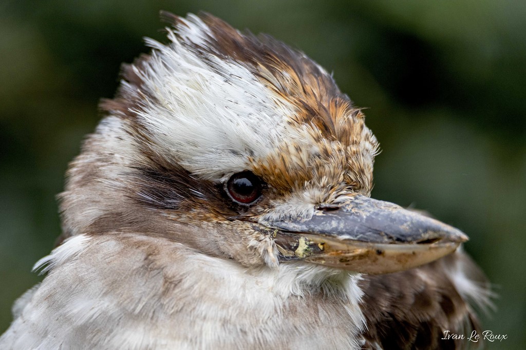 Kookaburra  - 2020