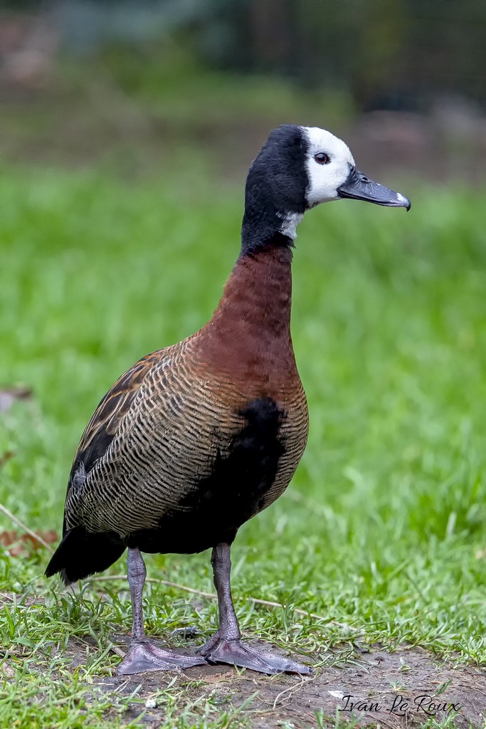 Dendrocygne Veuf - 2020