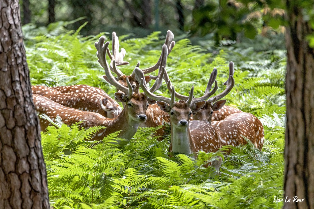 Daims - Espace Rambouillet (78) - 2020