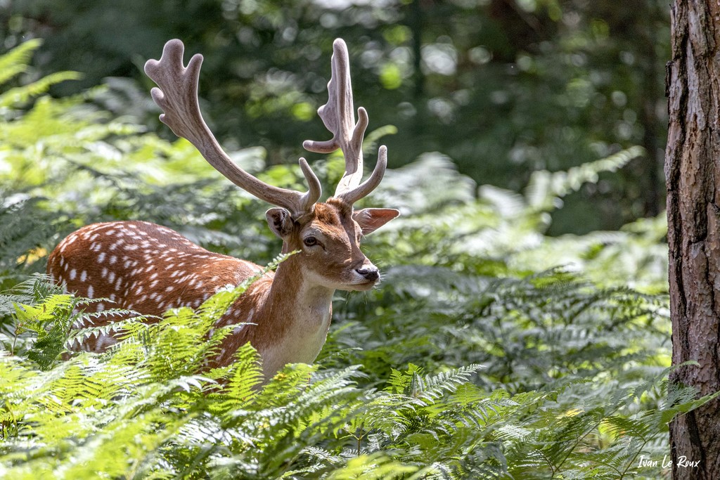 Daim - Espace Rambouillet (78) - 2020