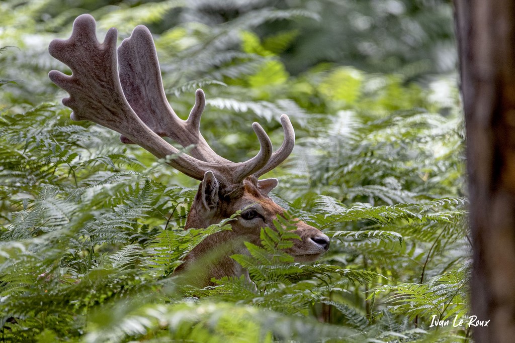 Daim - Espace Rambouillet (78) - 2020