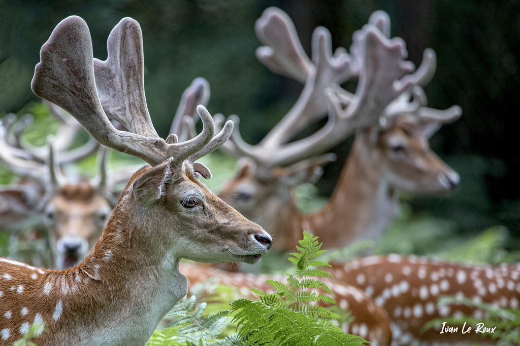 Daims - Espace Rambouillet (78) - 2020