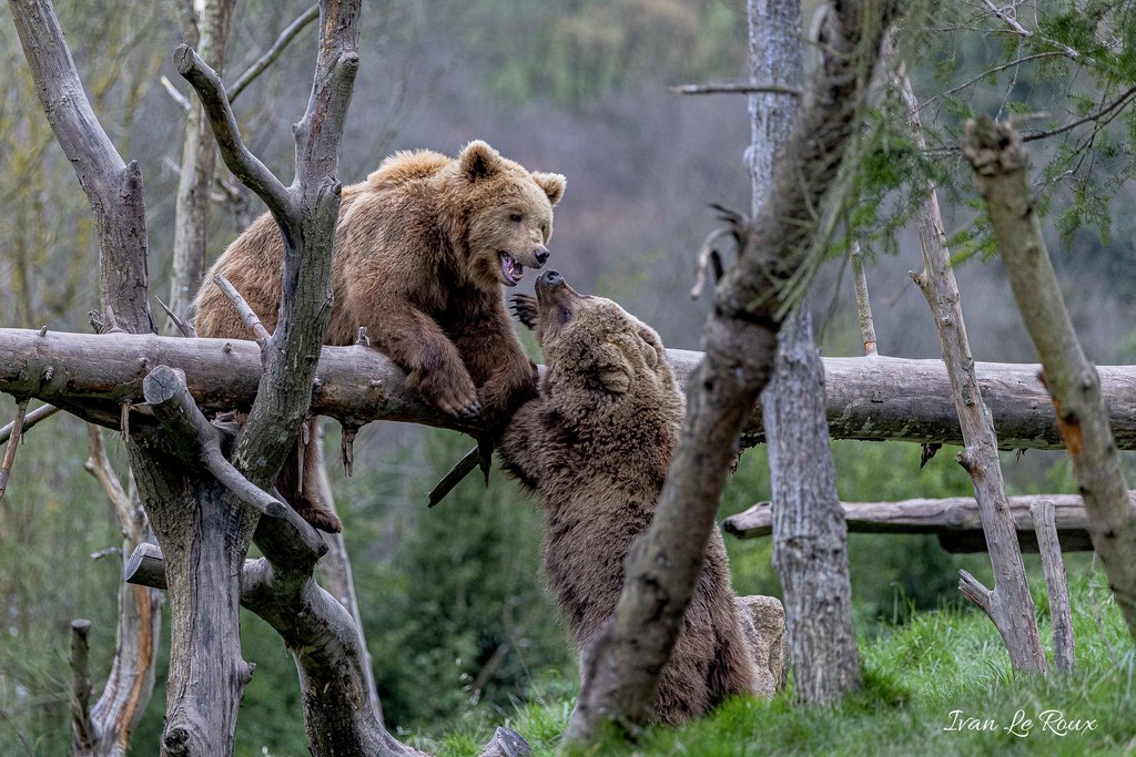 Zoo de Cerza - Ours bruns - 2020