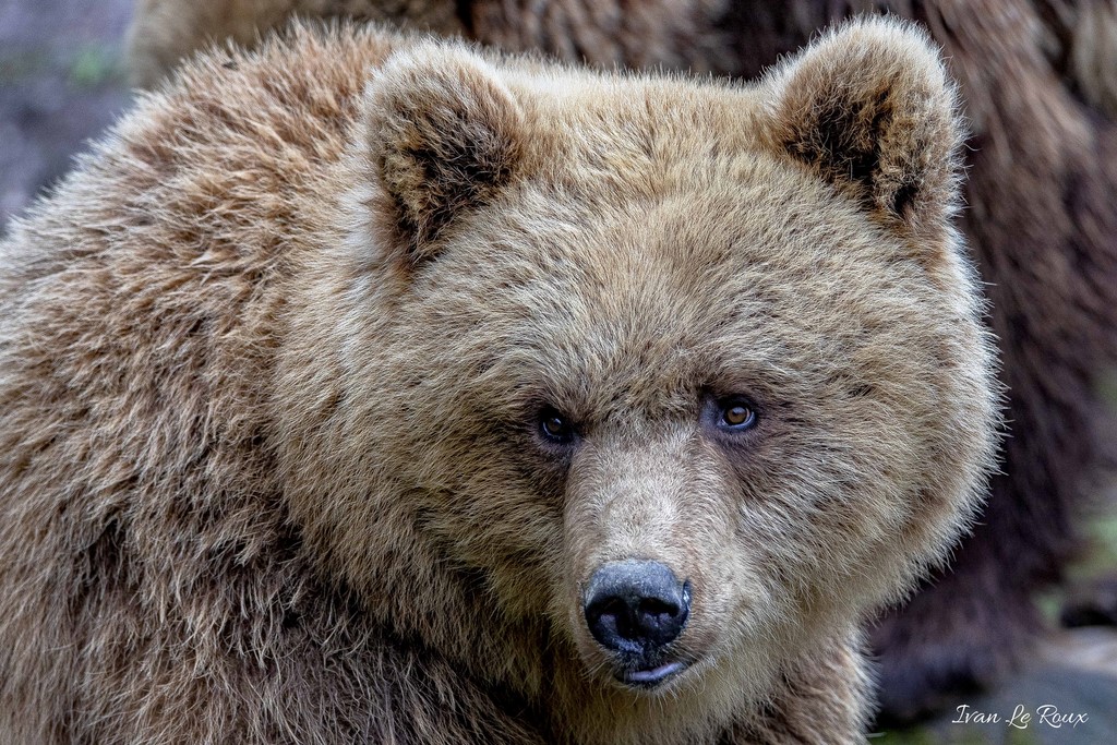 Ours Brun - Zoo Cerza 2020