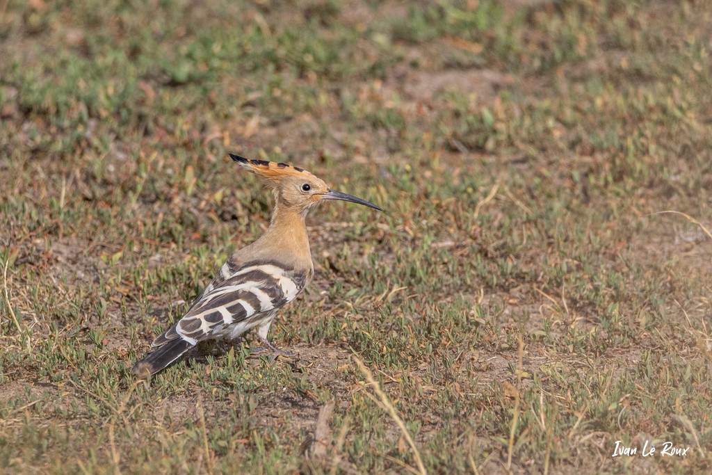 Huppe Faciée - Beaumont-Le-Roger (27) - 2020
