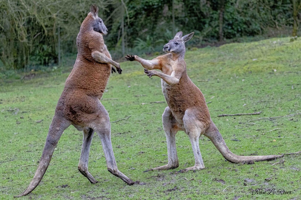 Zoo de Cerza - Kangourous Géants - 2020