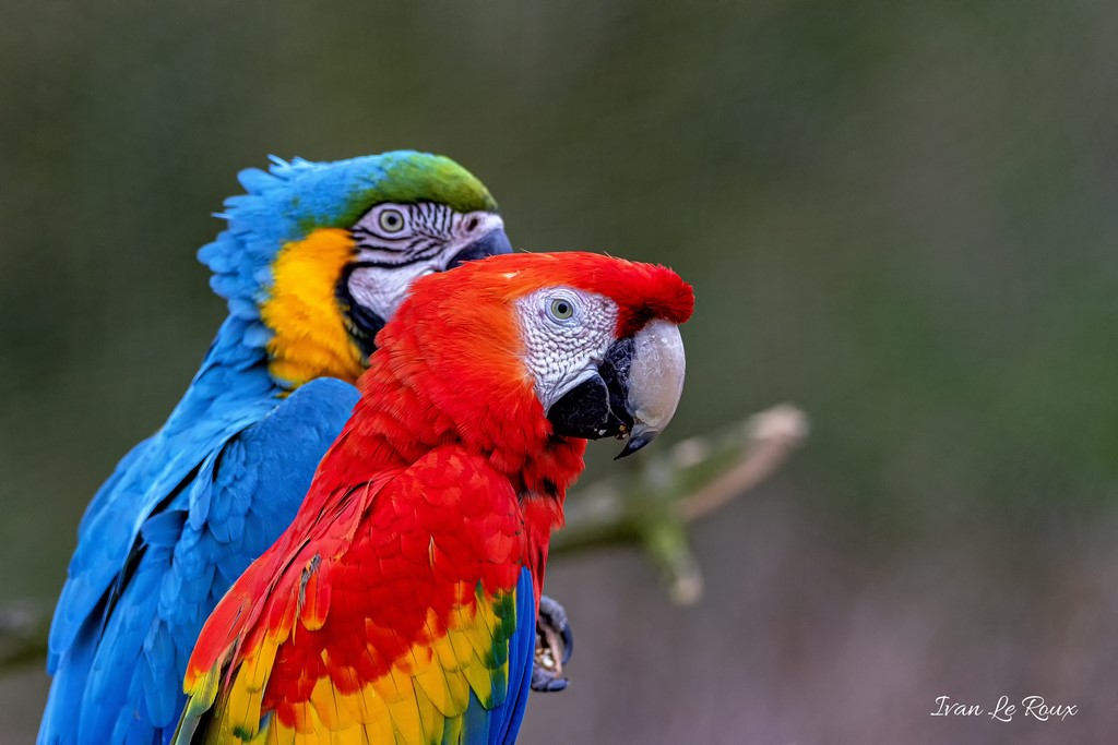 Aras (Ararauna et Macao) - 2020