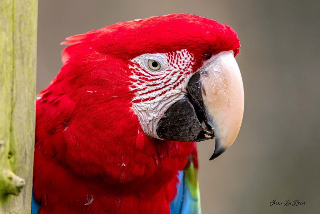 Zoo de Cerza - Ara de Macao - 2020