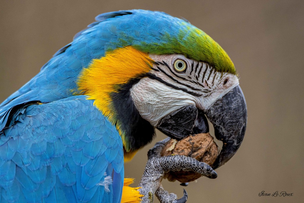 Zoo de Cerza- Ara Ararauna - 2020