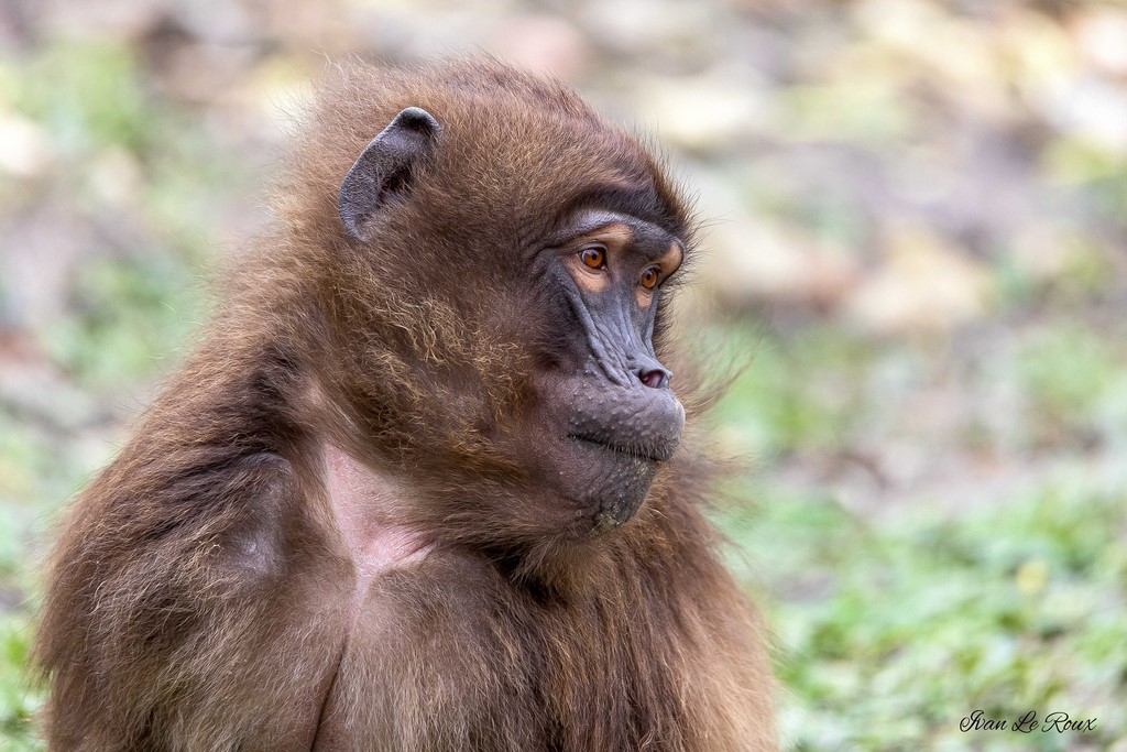 Zoo de Cerza - Gelada - 2020