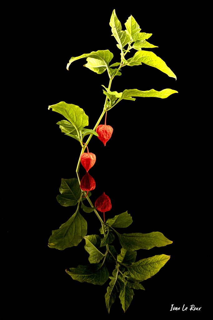 Coqueret ou Amour en Cage (Physalis alkekengi L.)