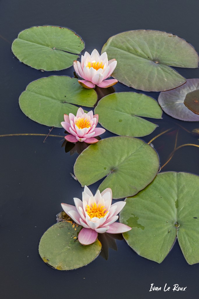 Nénuphars en fleur - Mare de Romilly-la-Puthenaye (27) - 2021