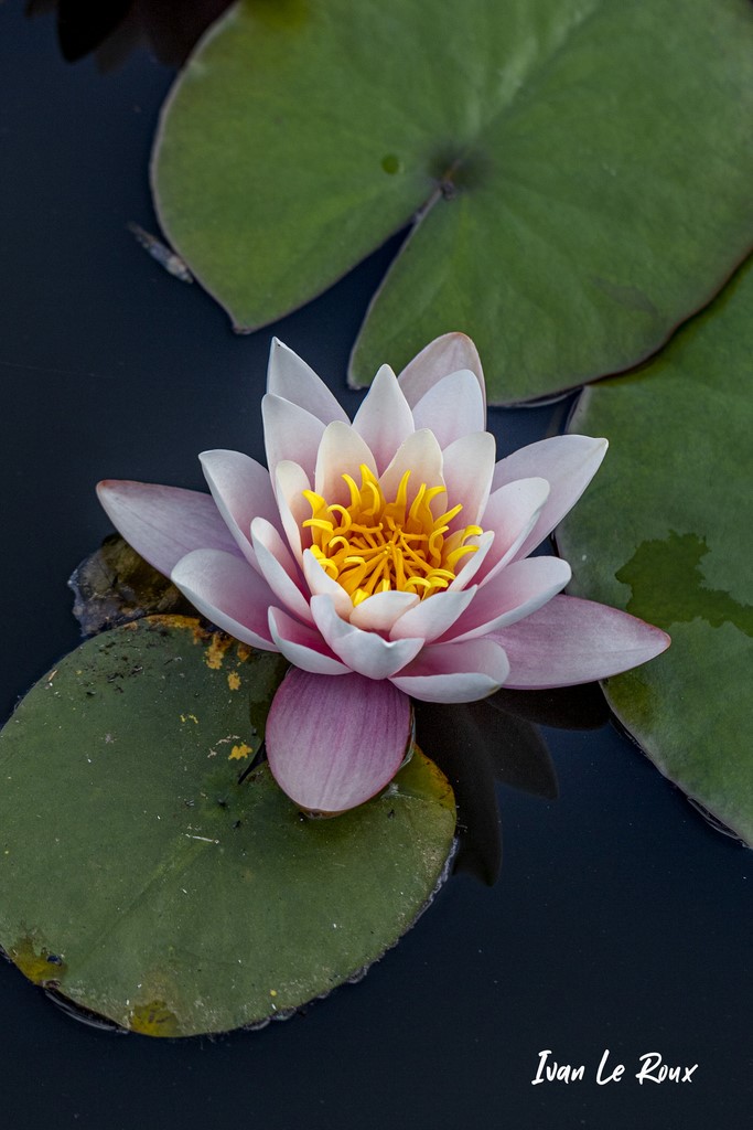 Nénuphar - Mare de Romilly-la-Puthenaye (27) Normandie Eure - 2021 - Photographe Ivan Le Roux
