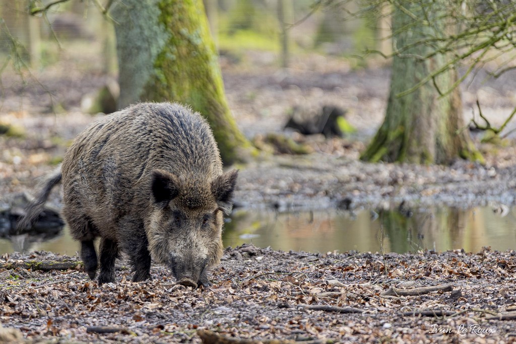 Portrait de Sanglier