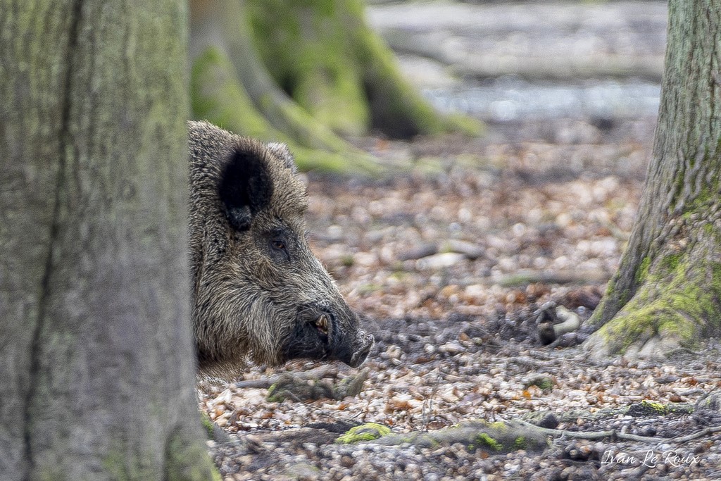 Cache-Cache Sanglier