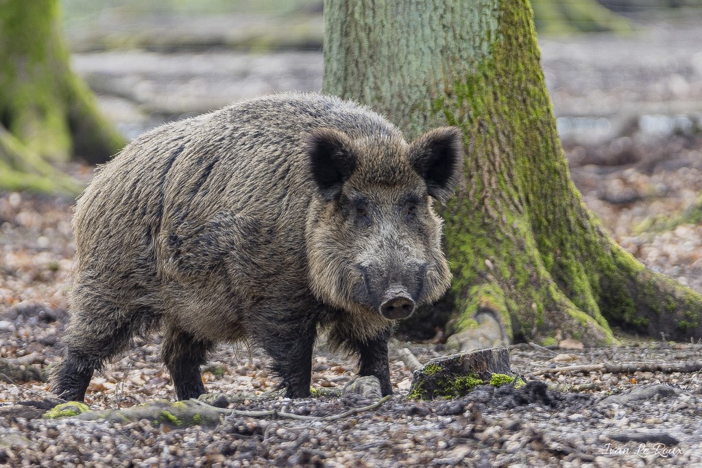 Portrait de Sanglier