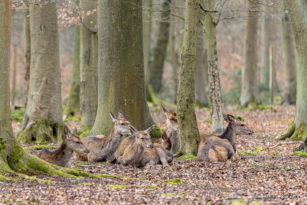 Le repos des biches...