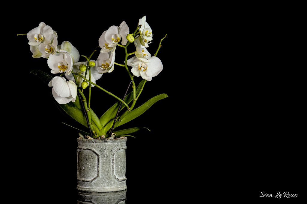 Orchidée blanche - 2020