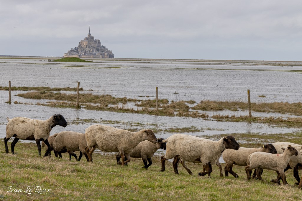 Prés Salés - Mont-Saint-Michel (50) - 2020