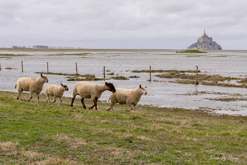 Prés Salés - Mont-Saint-Michel (50)