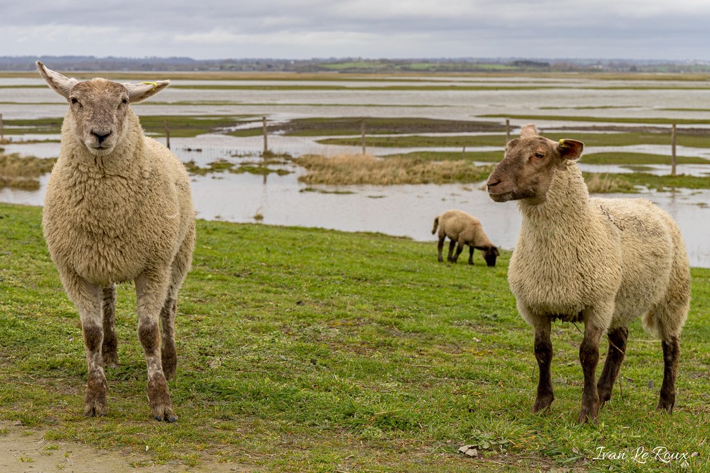 Prés Salés - Mont-Saint-Michel (50)