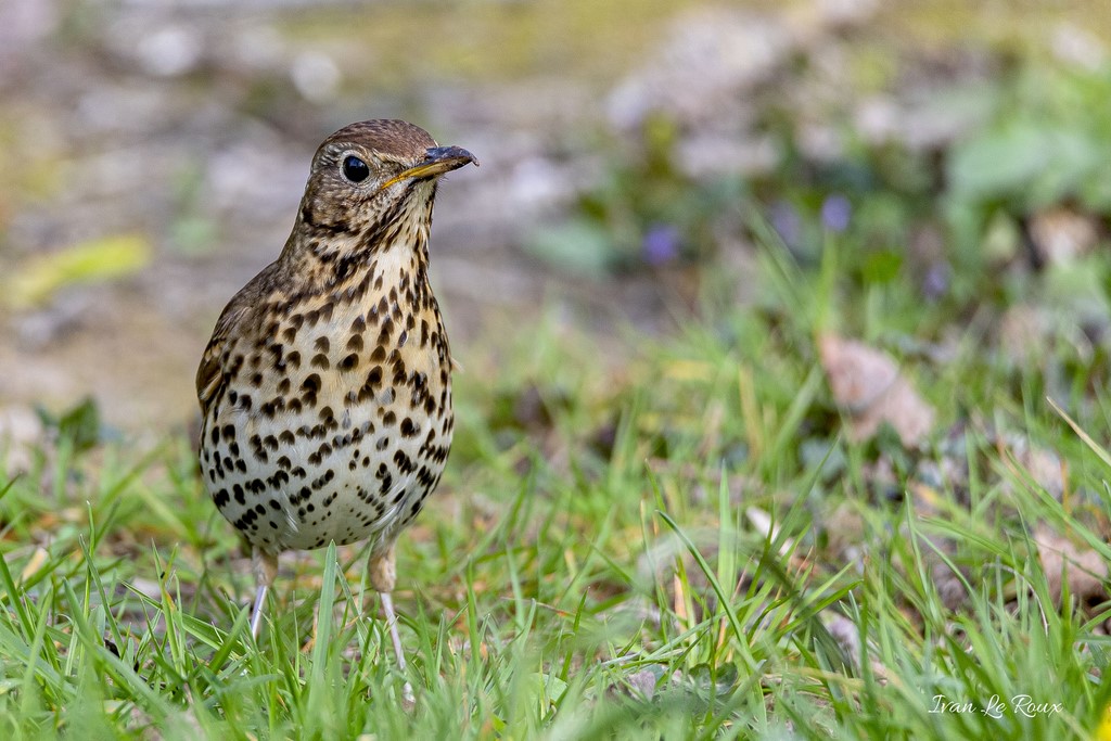 Grive Musicienne - 2020 Collection Les Oiseaux du Jardin - 