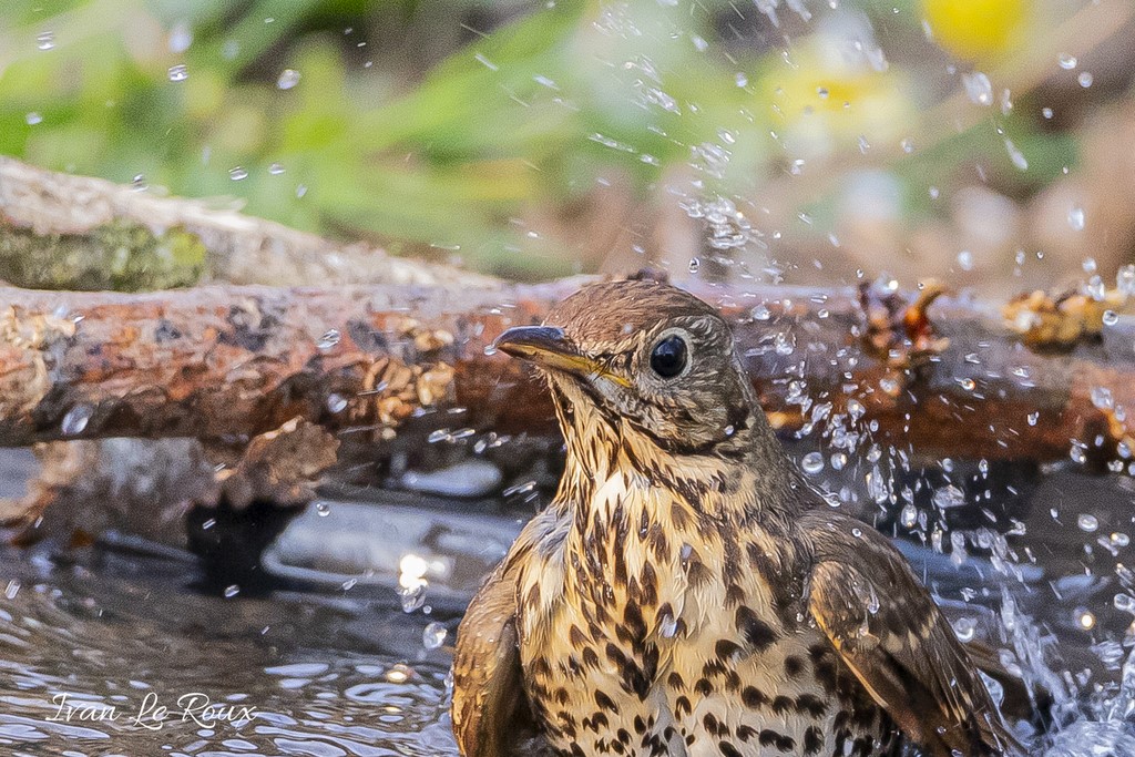 La Grive Musicienne prend son bain Collection Les Oiseaux du Jardin - 