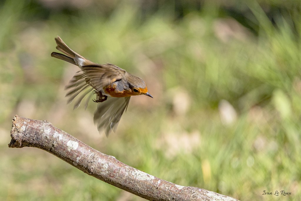 Rouge-Gorge Collection Les Oiseaux du Jardin - 