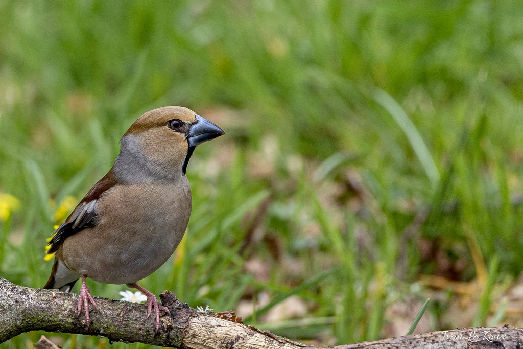 Grosbec Casse-Noyaux Collection Les Oiseaux du Jardin - 