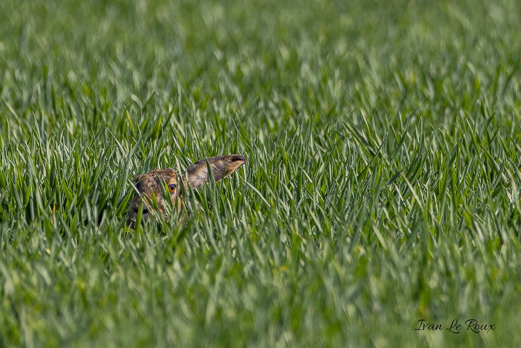 Caché dans les herbes... Mais l'oreille dépasse !