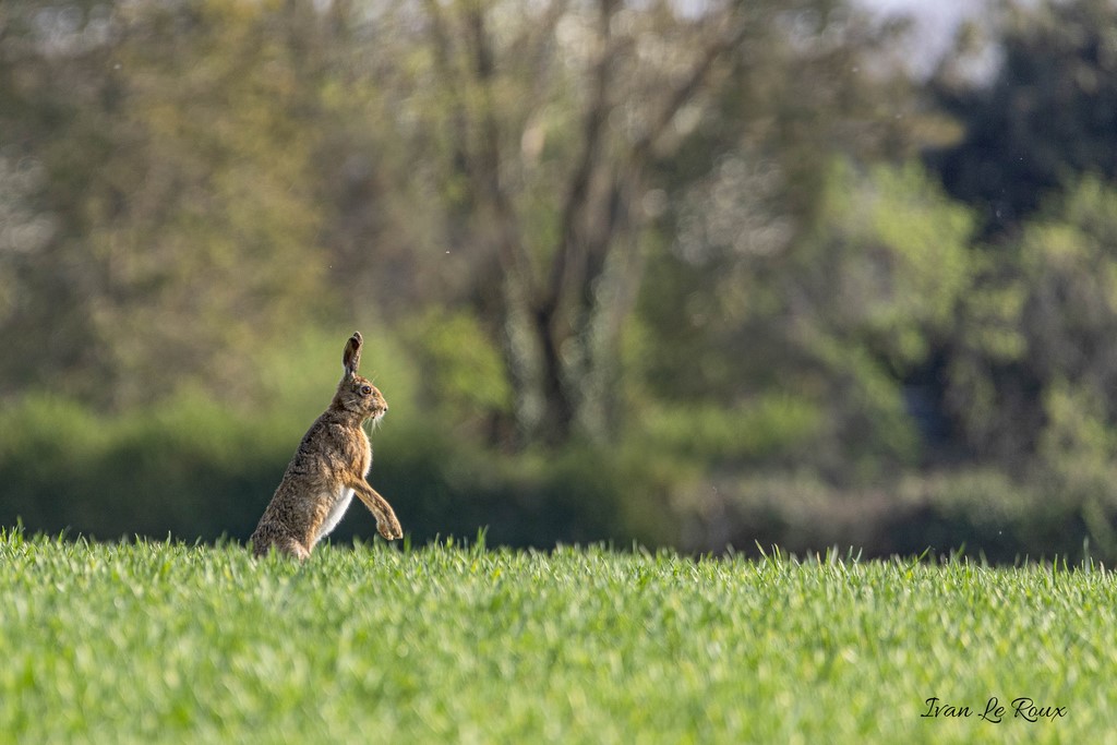 lièvre sur deux pattes