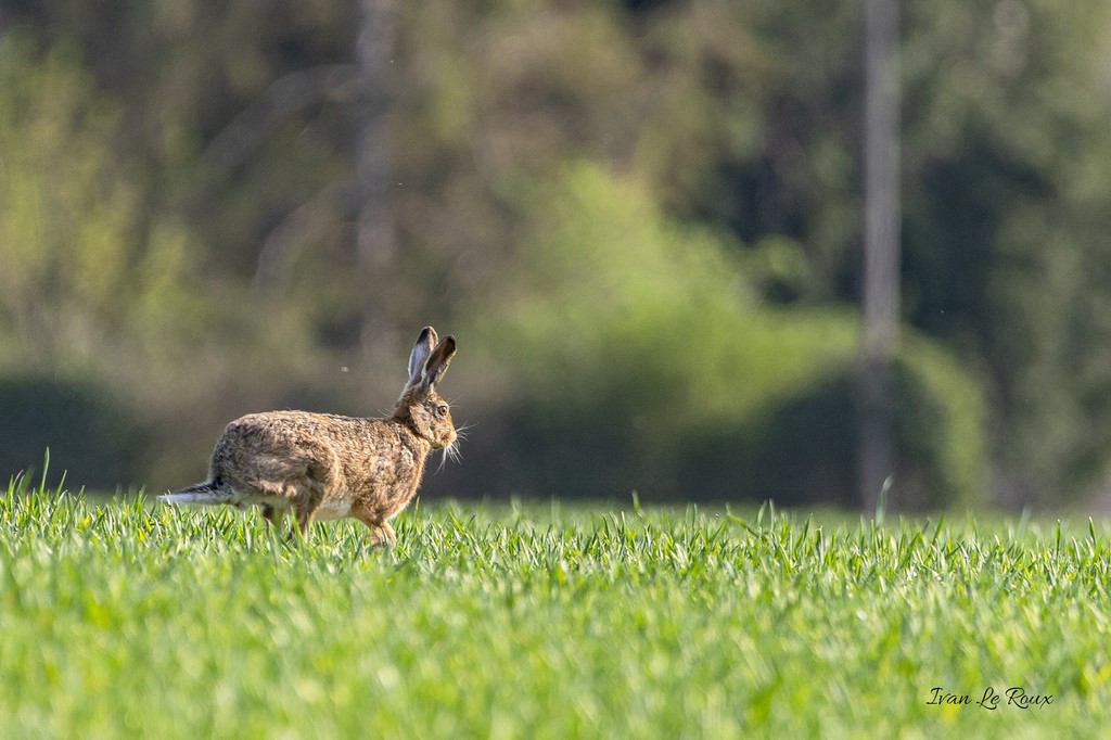 Lièvre