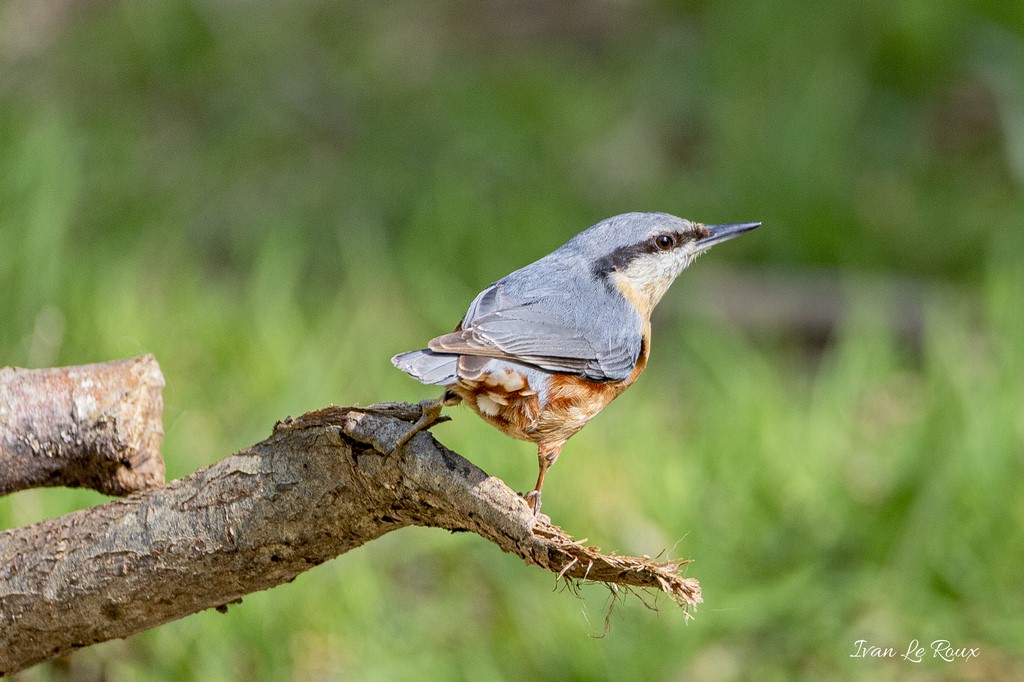 Sittelle Torchepot - 2020 Collection Les Oiseaux du Jardin - 