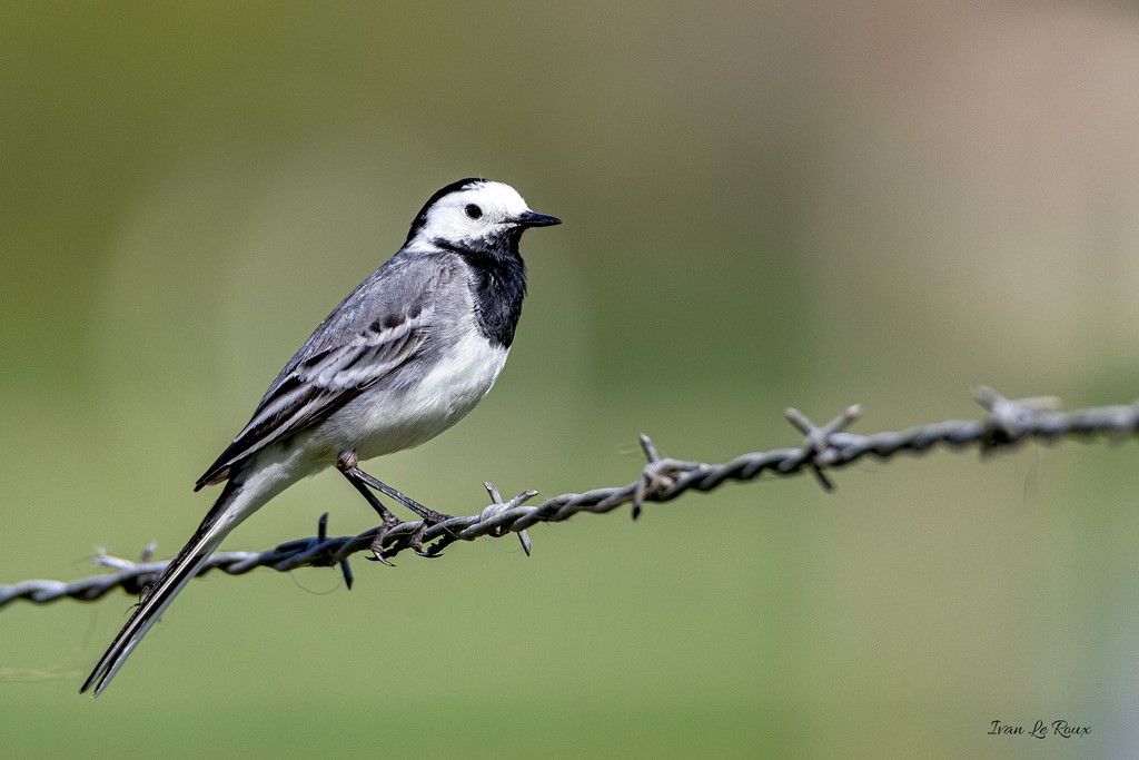 Bergeronnette Grise - 2020 Collection Les Oiseaux du Jardin - 