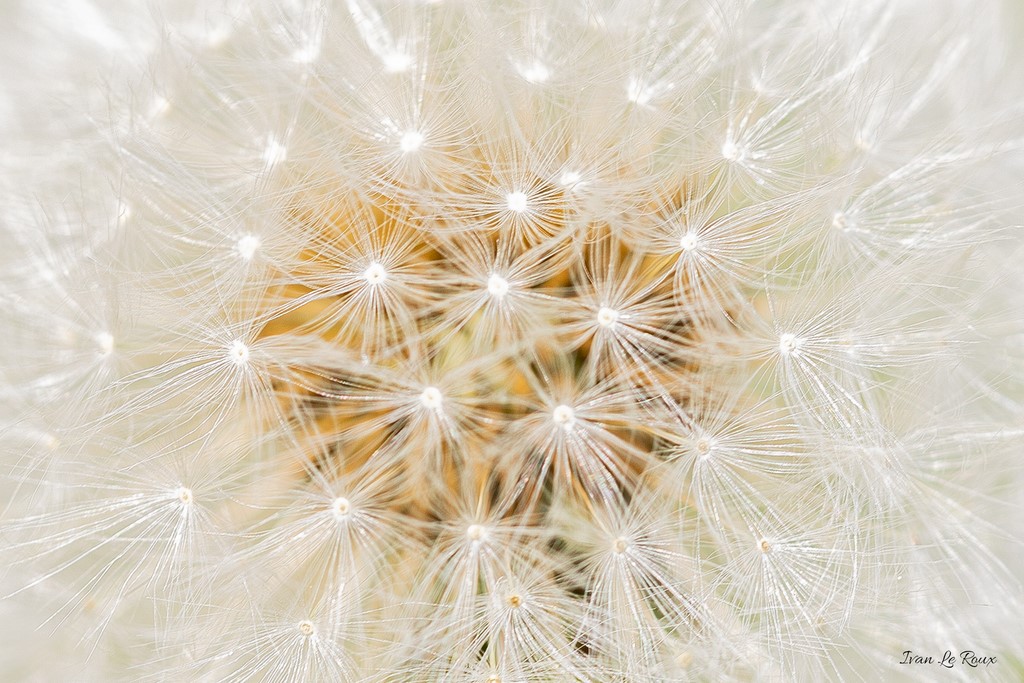 Fleur de Pissenlit - 2020