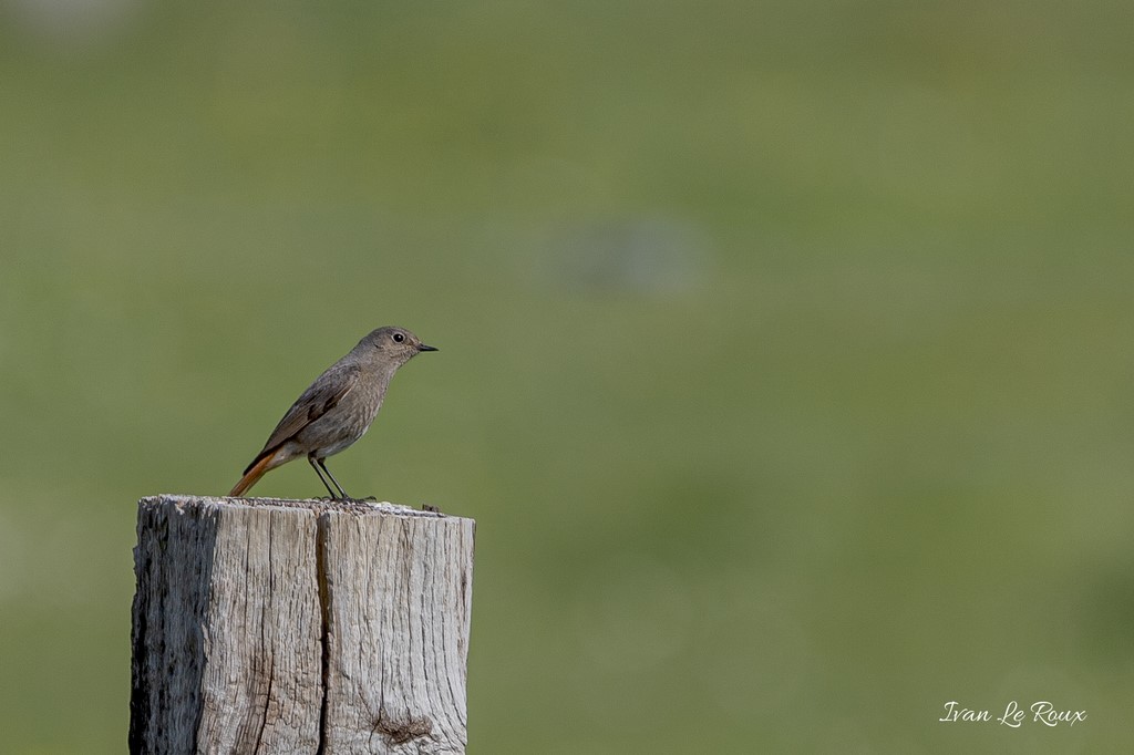 Rougequeue Noire (femelle)  - 2020 Collection Les Oiseaux du Jardin - 