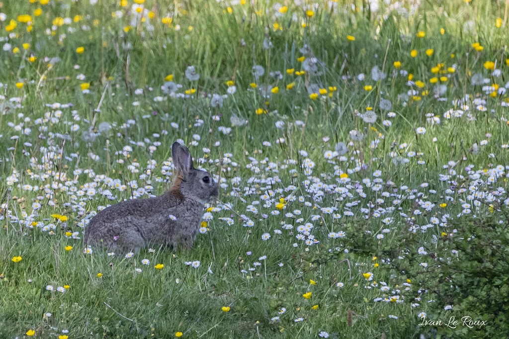 Le Lapin de Garenne dans les pâquerettes
