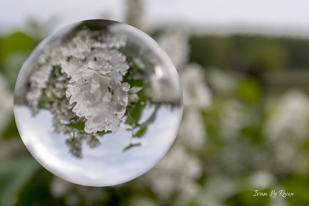 Bulle de Lilas en fleurs