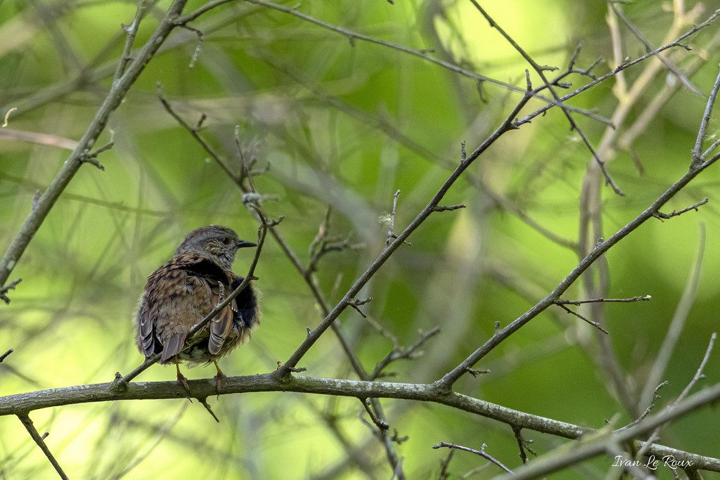 Accenteur Mouchet Collection Les Oiseaux du Jardin - 